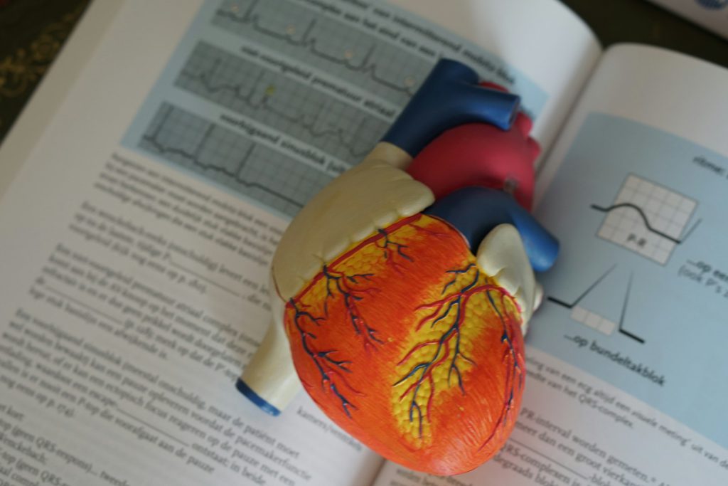 An anatomical heart model resting on a page of ECG traces
